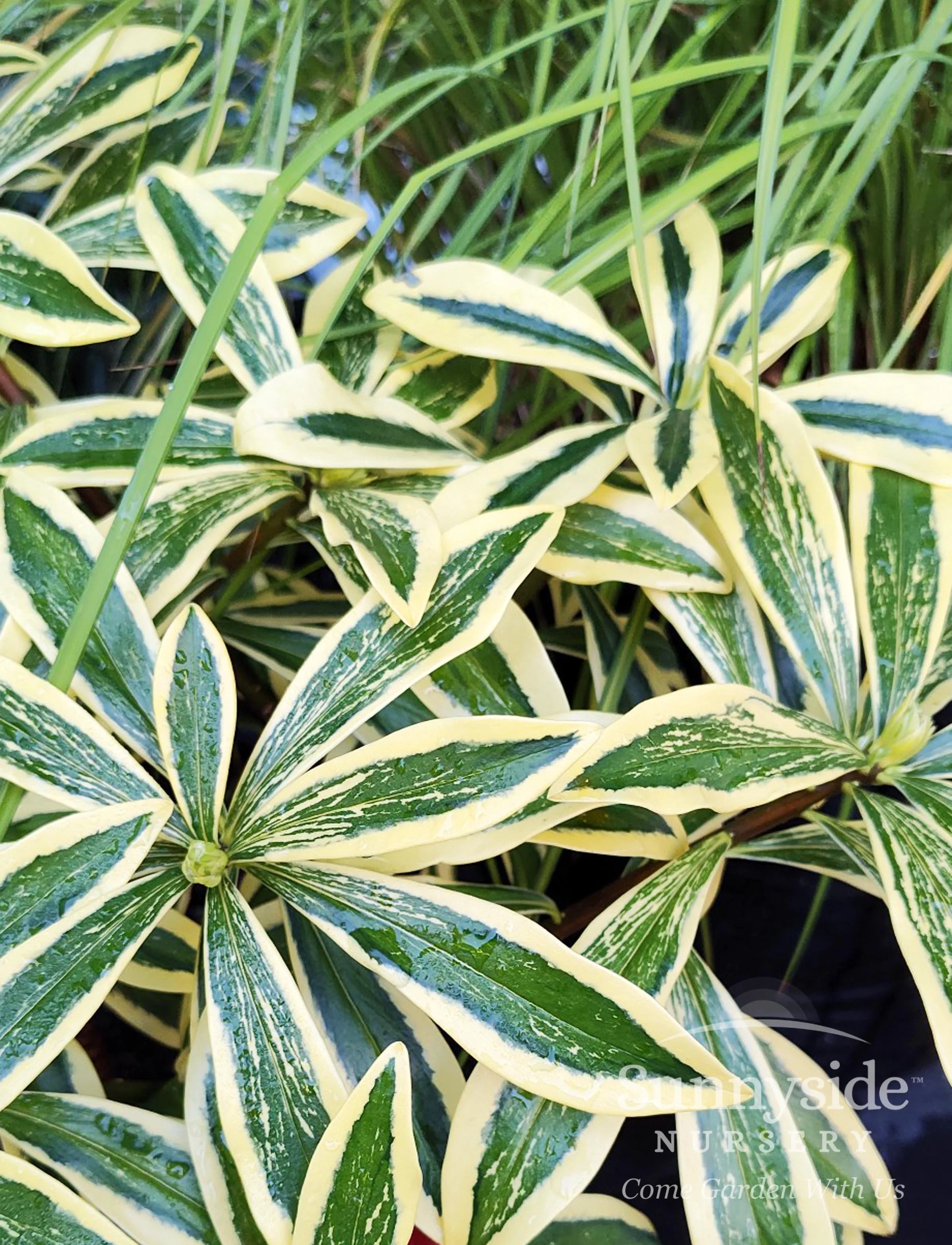 Delightful Daphne — Sunnyside Nursery